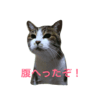 ねこたんですよ（個別スタンプ：1）
