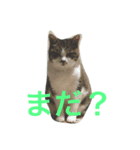 ねこたんですよ（個別スタンプ：2）
