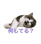 ねこたんですよ（個別スタンプ：3）