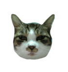ねこたんですよ（個別スタンプ：5）