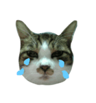 ねこたんですよ（個別スタンプ：8）
