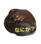 わしゃわしゃピンシャー（個別スタンプ：3）