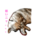 ねこの日常1（個別スタンプ：1）
