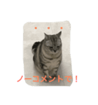 ねこの日常1（個別スタンプ：3）