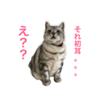 ねこの日常1（個別スタンプ：6）