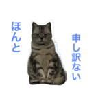 ねこの日常1（個別スタンプ：7）