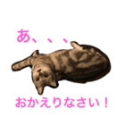 ねこの日常1（個別スタンプ：8）