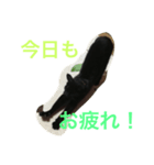 黒猫ちー（個別スタンプ：2）