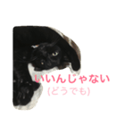 黒猫ちー（個別スタンプ：4）