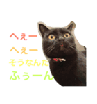 黒猫ちー（個別スタンプ：5）