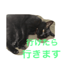 黒猫ちー（個別スタンプ：7）