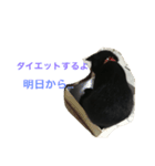 黒猫ちー（個別スタンプ：8）