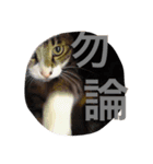 ◈うちの子◈（個別スタンプ：3）