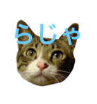 ◈うちの子◈（個別スタンプ：4）