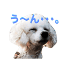 ◈うちの子◈（個別スタンプ：7）