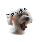 ◈うちの子◈（個別スタンプ：9）