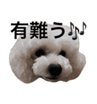 ◈うちの子◈（個別スタンプ：11）