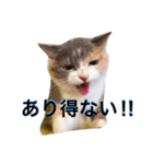 ◈うちの子◈（個別スタンプ：13）