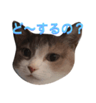 ◈うちの子◈（個別スタンプ：14）