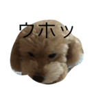 けんたくん（個別スタンプ：5）