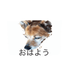 ドギー ジュニア（個別スタンプ：6）