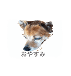ドギー ジュニア（個別スタンプ：7）