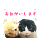 ❁︎3ニャンズの思い出❁︎（個別スタンプ：1）