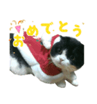 ❁︎3ニャンズの思い出❁︎（個別スタンプ：3）