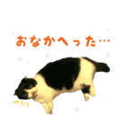 ❁︎3ニャンズの思い出❁︎（個別スタンプ：4）