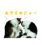 ❁︎3ニャンズの思い出❁︎（個別スタンプ：5）