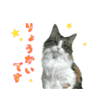 ❁︎3ニャンズの思い出❁︎（個別スタンプ：6）