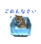 ❁︎3ニャンズの思い出❁︎（個別スタンプ：7）