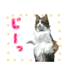 ❁︎3ニャンズの思い出❁︎（個別スタンプ：8）
