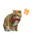❁︎3ニャンズの思い出❁︎（個別スタンプ：9）
