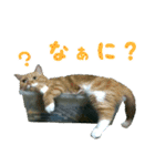 ❁︎3ニャンズの思い出❁︎（個別スタンプ：10）
