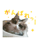 ❁︎3ニャンズの思い出❁︎（個別スタンプ：12）