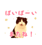 ❁︎3ニャンズの思い出❁︎（個別スタンプ：13）