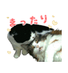 ❁︎3ニャンズの思い出❁︎（個別スタンプ：14）