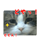 ❁︎3ニャンズの思い出❁︎（個別スタンプ：15）