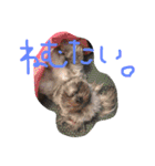 おばかちゃん's（個別スタンプ：3）