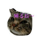 ねこ26（個別スタンプ：1）