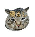 ねこ26（個別スタンプ：2）
