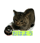 ねこ26（個別スタンプ：3）