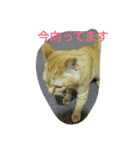 ねこ26（個別スタンプ：4）