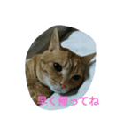 ねこ26（個別スタンプ：5）
