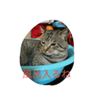 ねこ26（個別スタンプ：7）