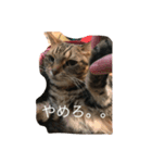 くーちゃんの日常（個別スタンプ：2）