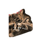 くーちゃんの日常（個別スタンプ：8）