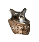 くーちゃんの日常（個別スタンプ：14）