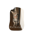 くーちゃんの日常（個別スタンプ：16）